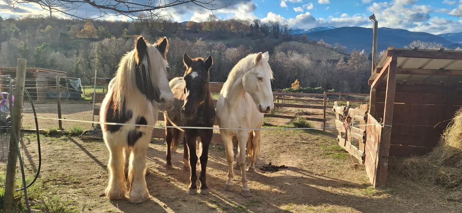 Chambre D'Hotes Le Petit Ranch Los Masos エクステリア 写真